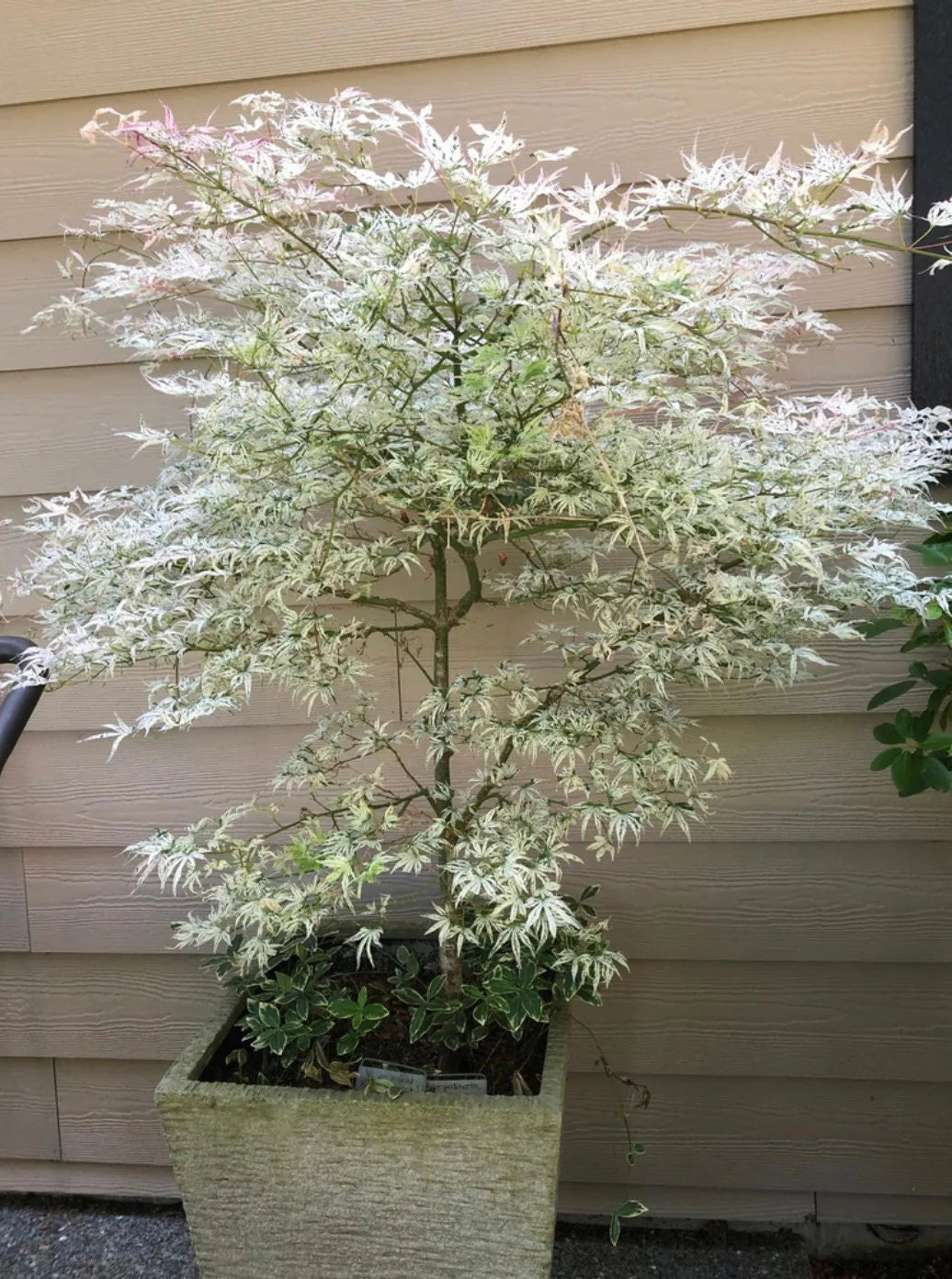 15 Ukigumo Japanese Maple Tree SEEDS Variegated Japanese Maple Acer Palmatum Bonsai Tree Floating Cloud Japanese Maple