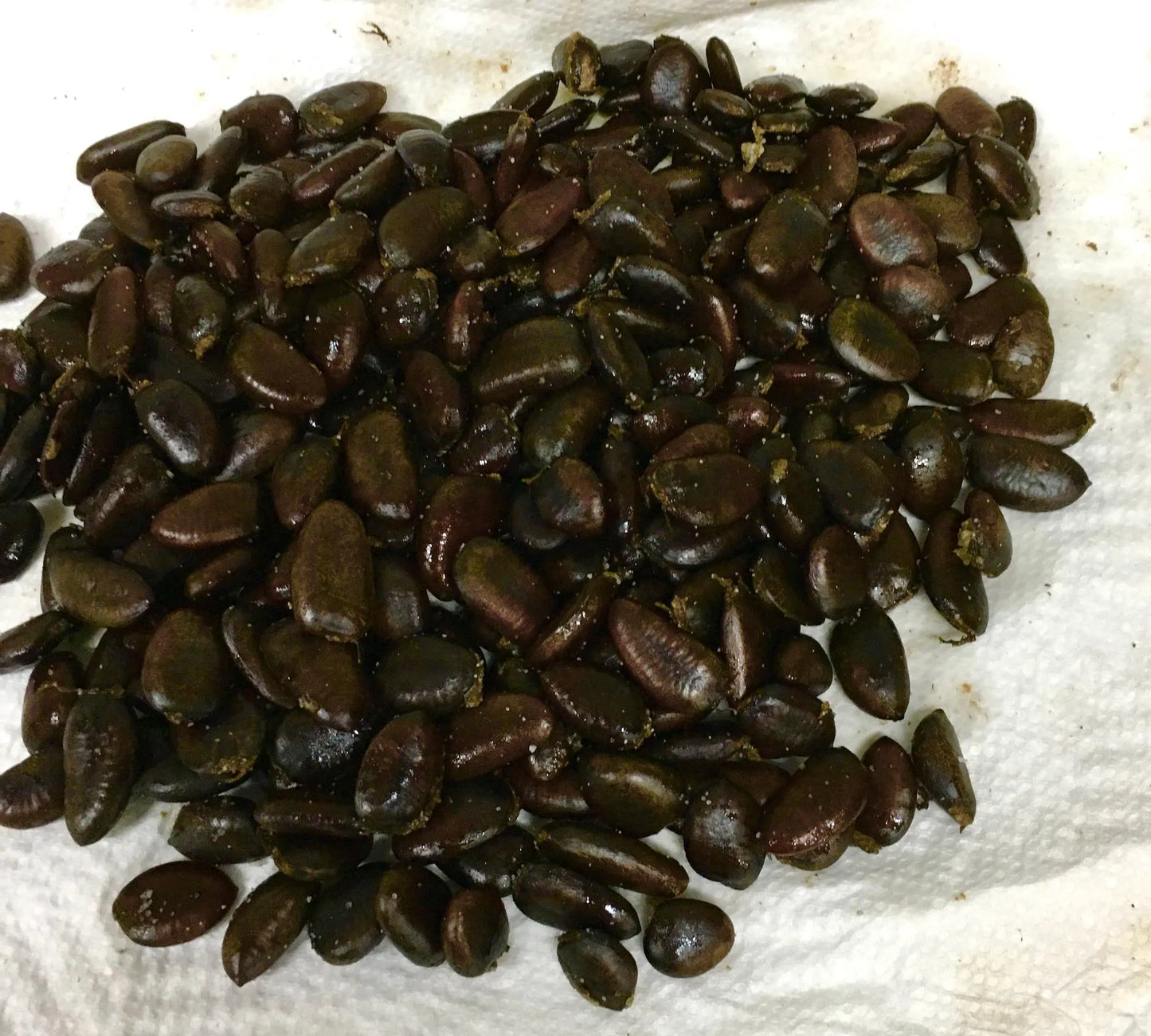 10 PawPaw Tree Seeds Asimina triloba Native American Fruit Tree Organic Heirloom Stratified