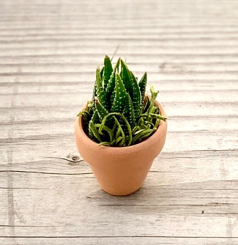 Mini Potted Succulent: Tiny Live Plant Gift, Baby Shower Favor