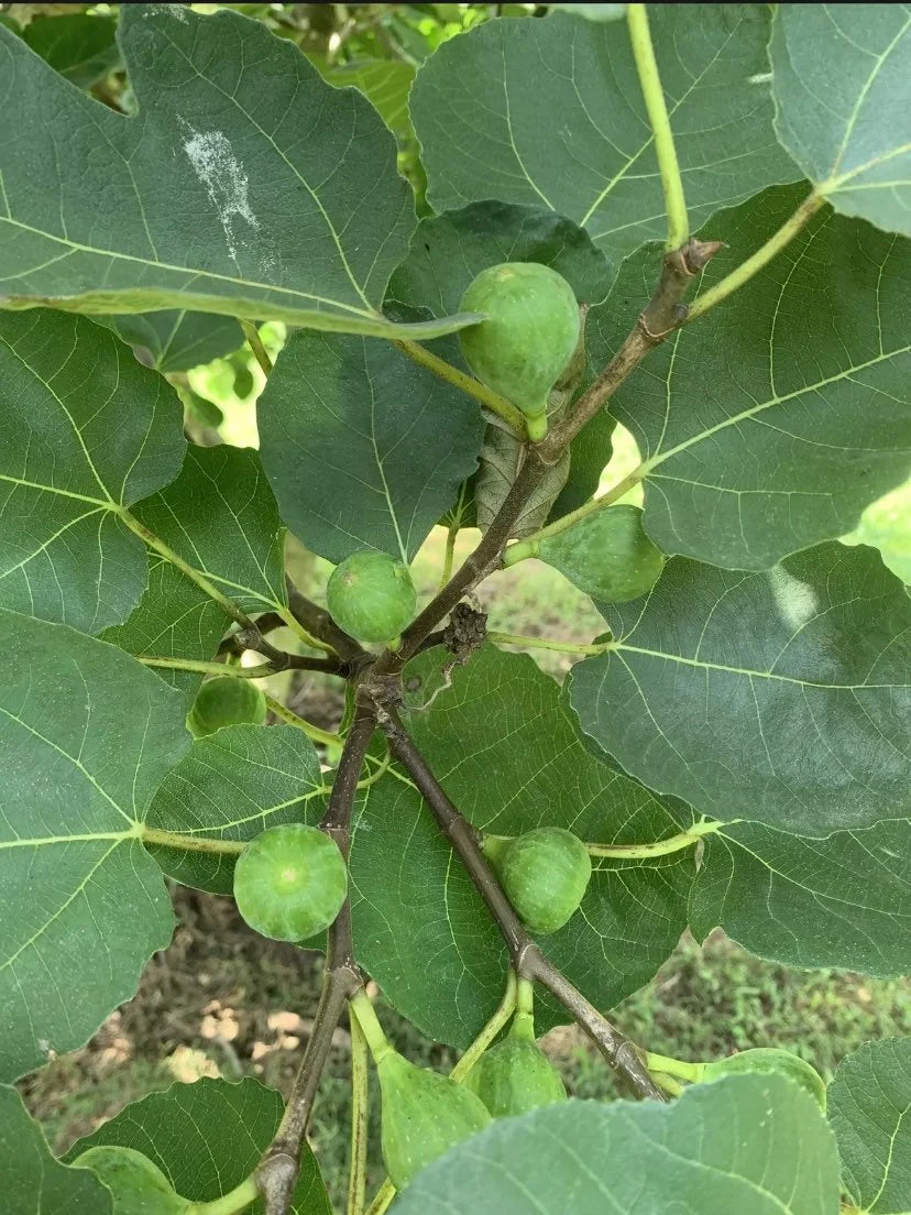 5 Fig Tree cuttings FRESH FROM Fruiting tree 8 in each cutting