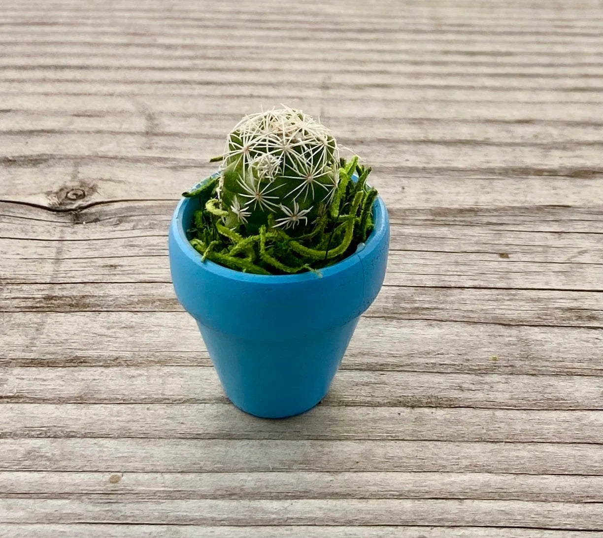Mini Potted Succulent: Tiny Live Plant Gift, Baby Shower Favor