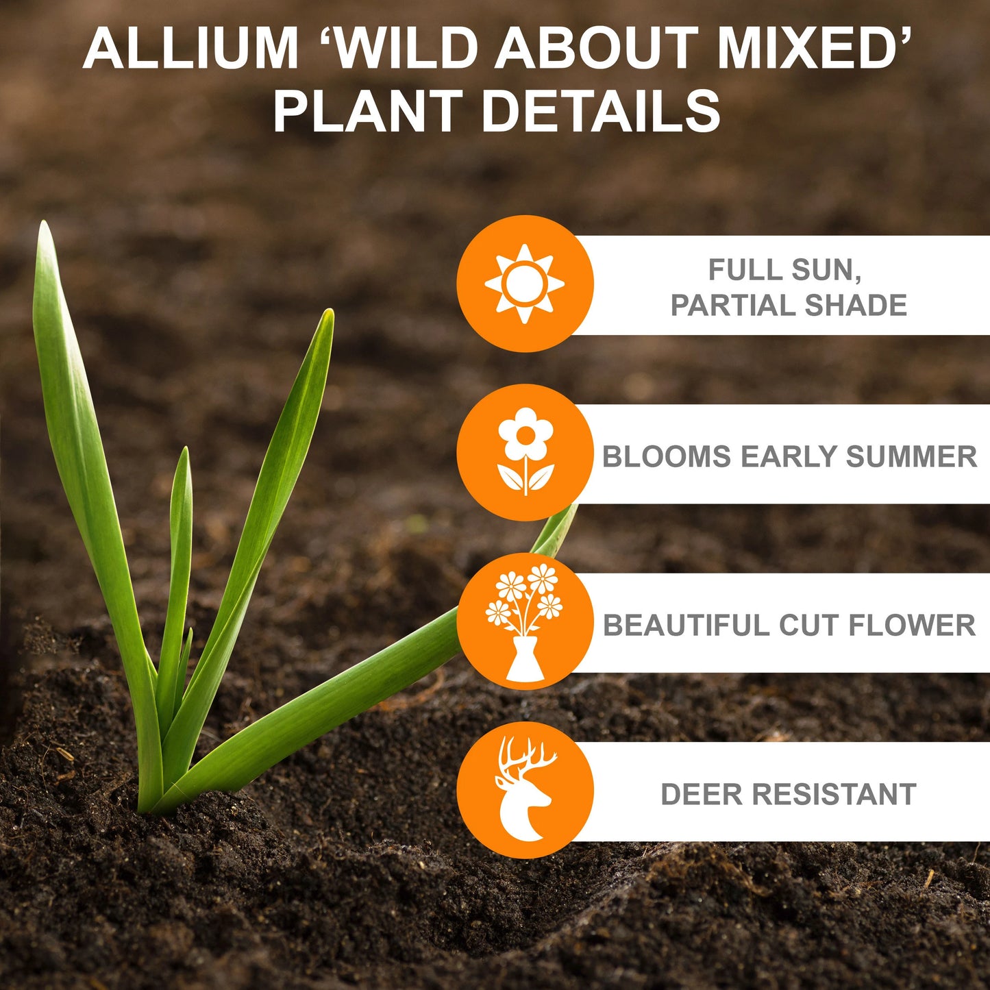 Garden State Bulb Wild About Mix Allium Flower Bulbs, 10/12cm, Fall Planting, Deer Resistant