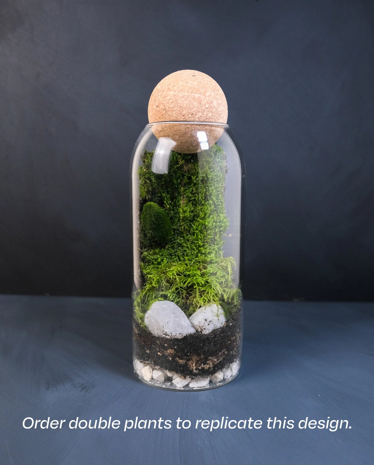 Complete Closed terrarium kit with live plants and live moss, bioactive terrarium, sealed terrarium kit / science kit for kids, mothers day