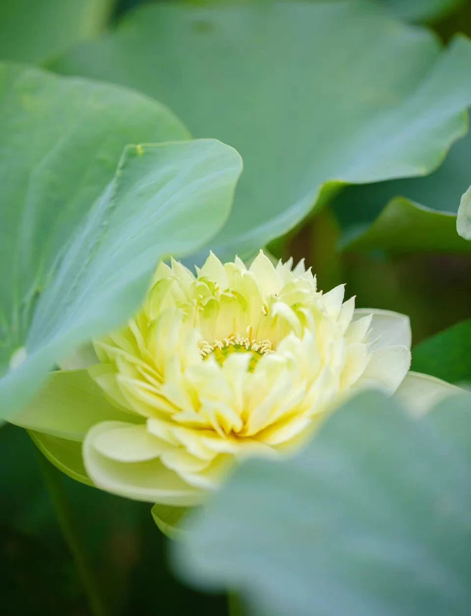 Mixed Mini Bonsai Lotus Seeds, Lotus Lily, Nelumbo Nucifera, Pond Lotus, Zen Gardens and Home Decor