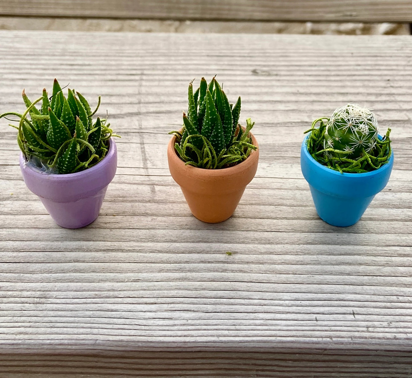 Mini Potted Succulent: Tiny Live Plant Gift, Baby Shower Favor
