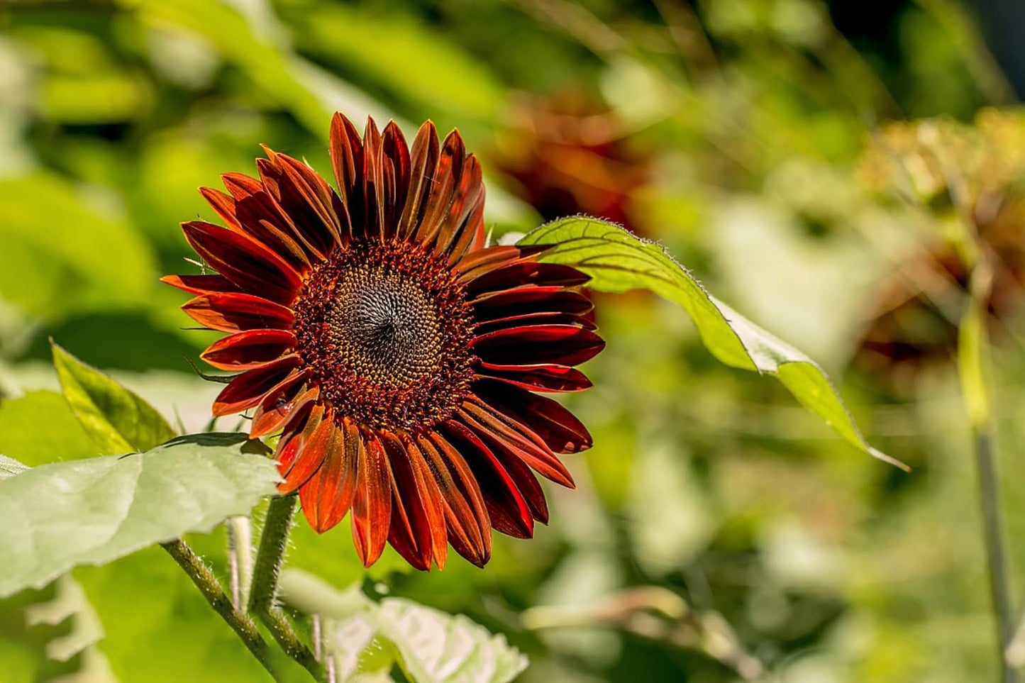 1000+ Sunflower Seeds for Planting Heirloom Non-GMO, Bulk Package of 15 Varieties Mix Seeds, Individually Packaged, Attracts Pollinators (Helianthus annuus)