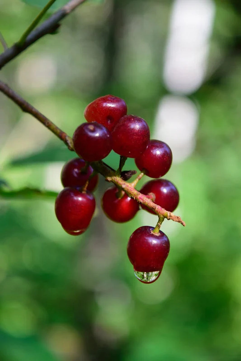 Choke Cherry Tree, Prunus virginiana, Small Red to Purple Fruit, White Spring Flowers, Wildlife Value, Autumn Color, Drought, Heat Tolerant