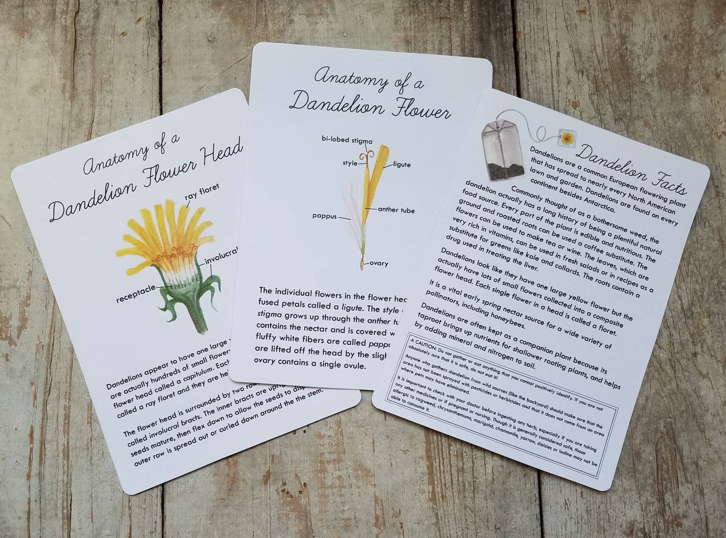 Dandelion Nature Study