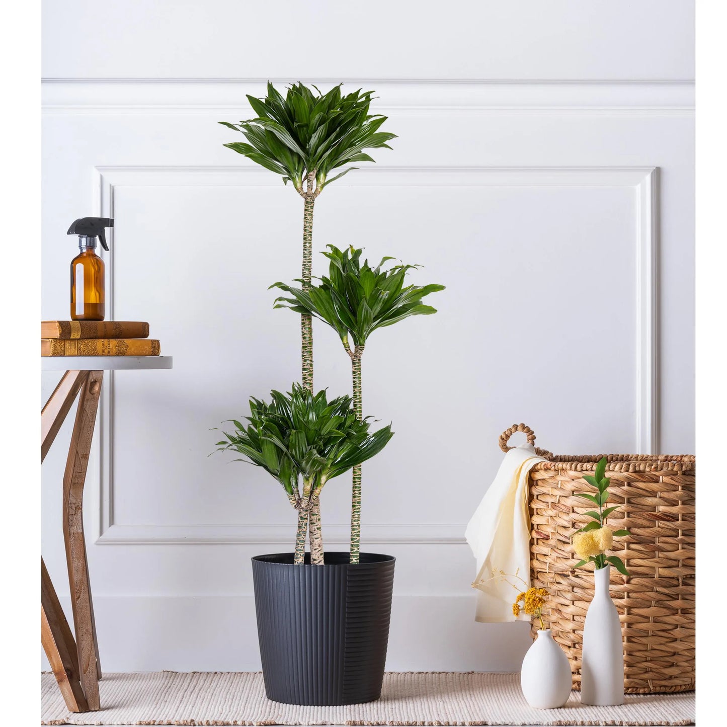 Dracaena Janet Craig Compacta 3-2-1 | Indoor Low Light Plant | Ships in 10-Inch Grower Pot | 42–48 Inches Tall | Easy Care Floor Plant