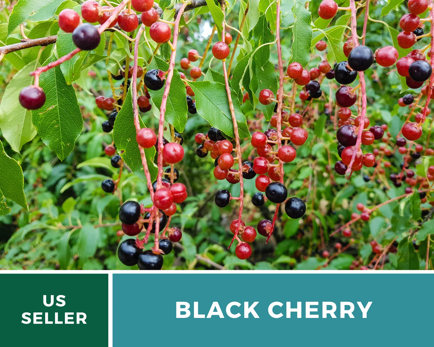 Cherry, Black (Cherry Tree) - 15 Seeds - Heirloom Fruit - Open Pollinated - Non-GMO (Prunus serotina)