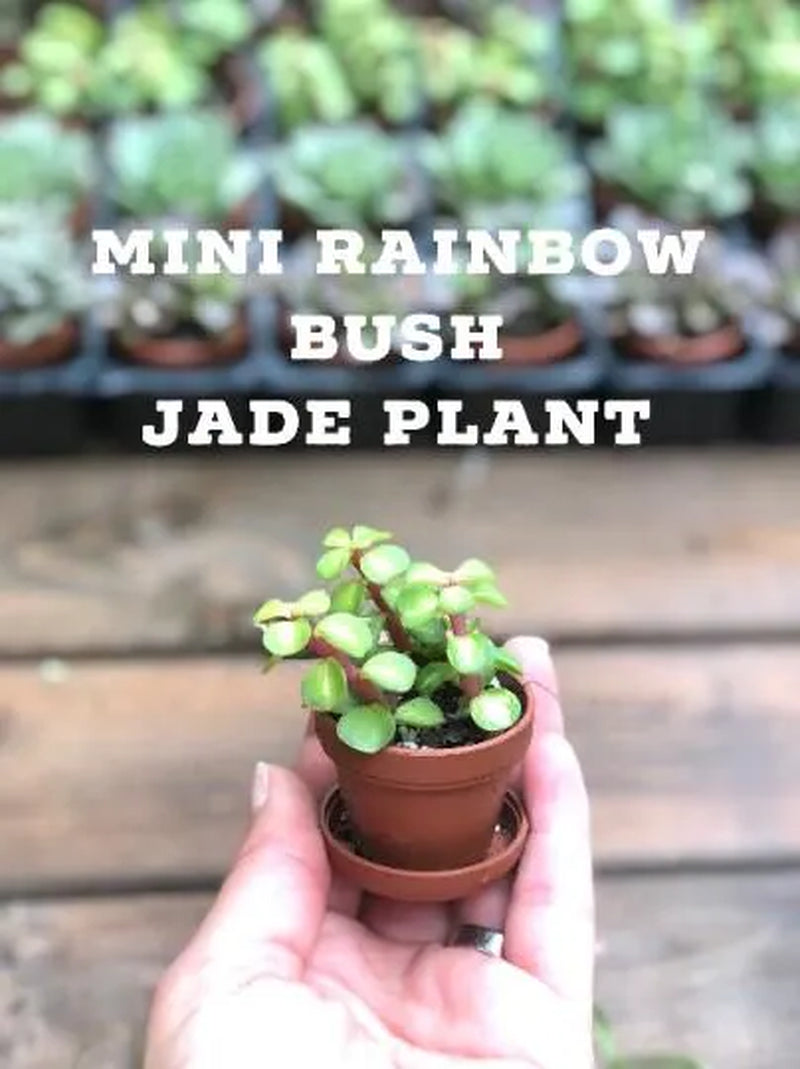 Mini Succulent Collection, 4 Mini Fairy Garden/Terrarium Plants, 1" Plants in pots + Saucers, Succulent Favors, Live Mini Succulents