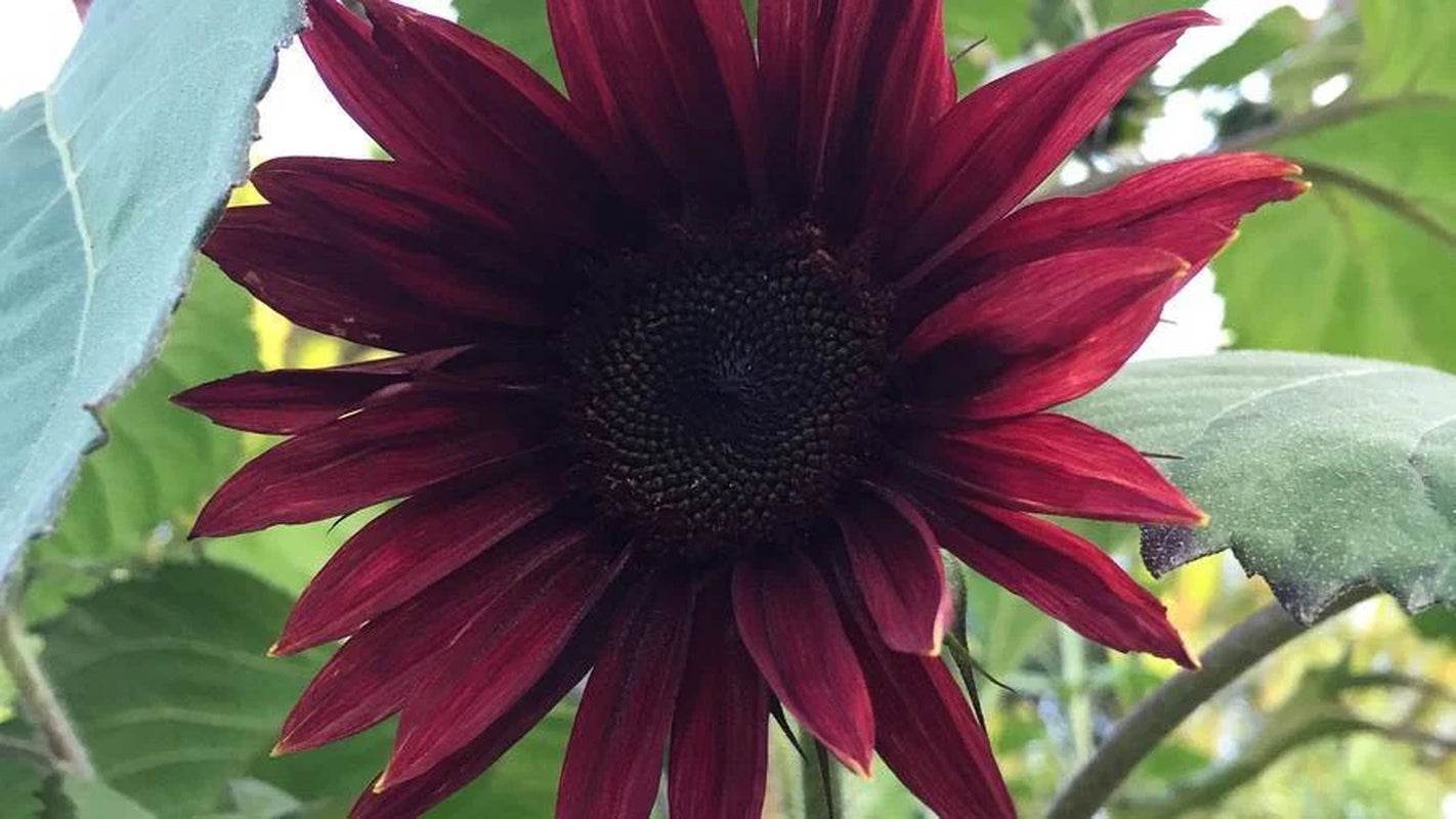 Chocolate Cherry Sunflower, Helianthus Annuum HA0425