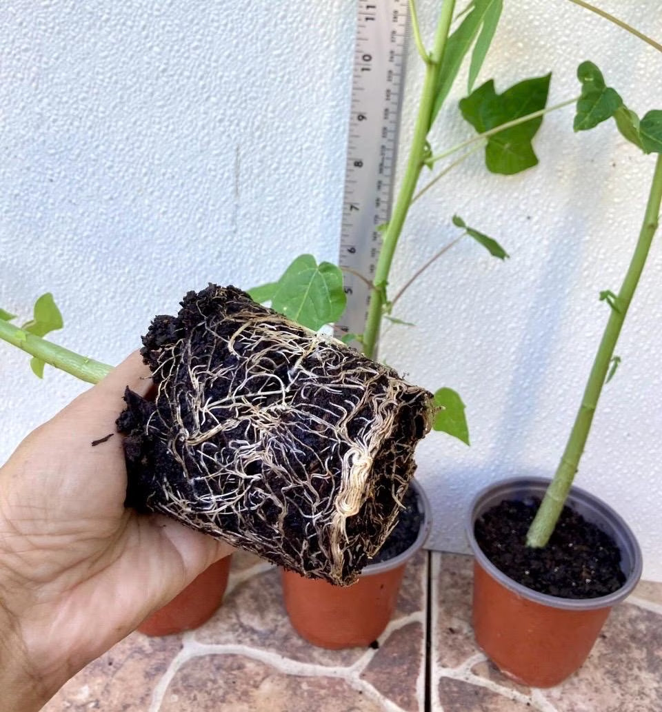 1-Dwarf Solo Hawaiian Sunrise Papaya Fruit Tree 11” Tall Had Fully Roots With 4” Pot