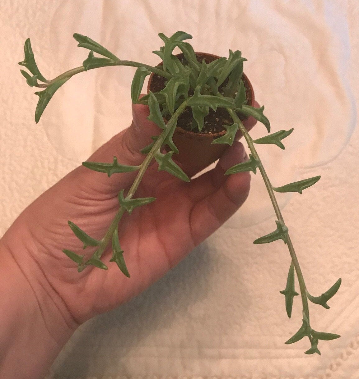 Live Potted String of Dolphins Plant - 2 inch pot - (Senecio Peregrinus) ***Rare***