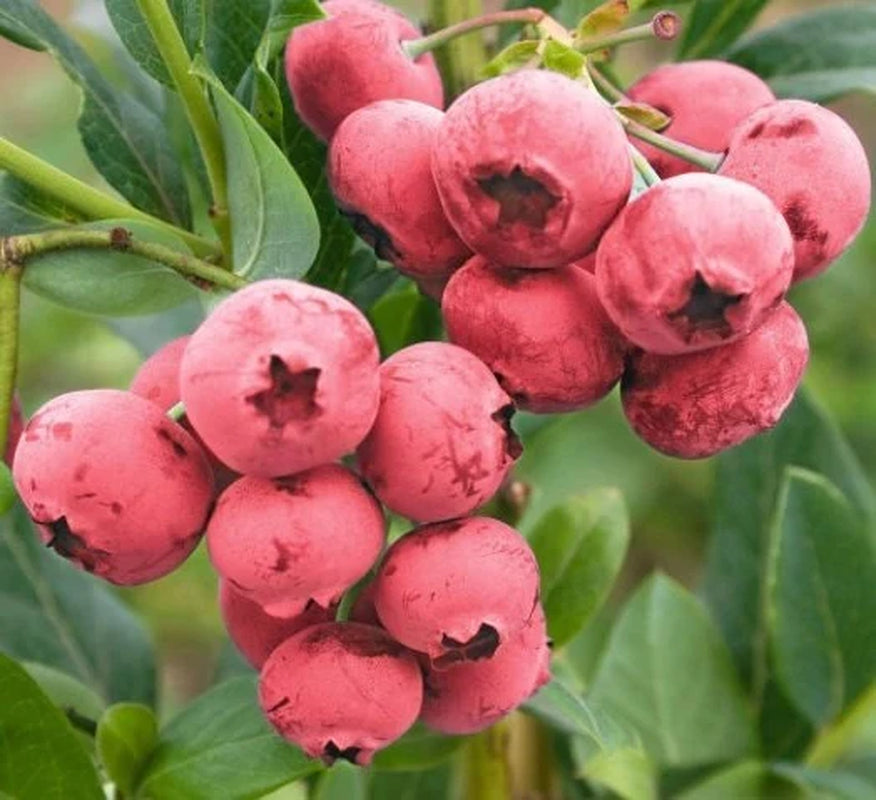 Pink Lemonade Blueberry Bush - Dwarf Blueberry Plant - Dwarf Fruit Tree - Live Starter Blue Berry Plant - Fruit Tree Live Plant
