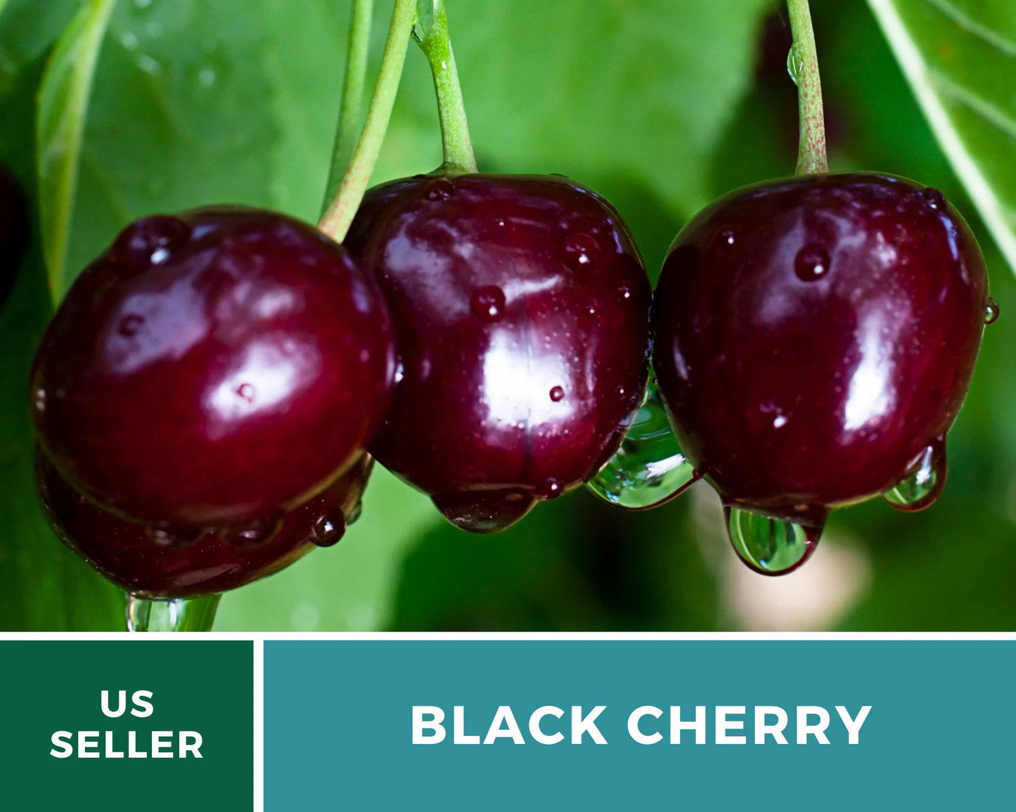 Cherry, Black (Cherry Tree) - 15 Seeds - Heirloom Fruit - Open Pollinated - Non-GMO (Prunus serotina)