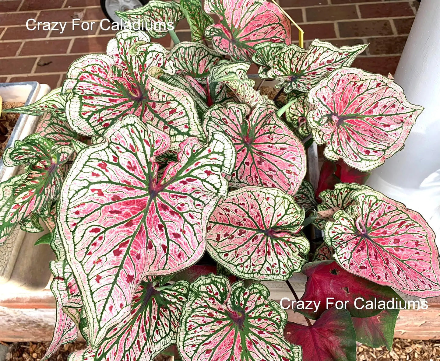 Caladium 'Spicy Lizard' Size#2(2 Bulbs), Size #1(1 bulb)**New Crop 2025 **Available to ship now!!!