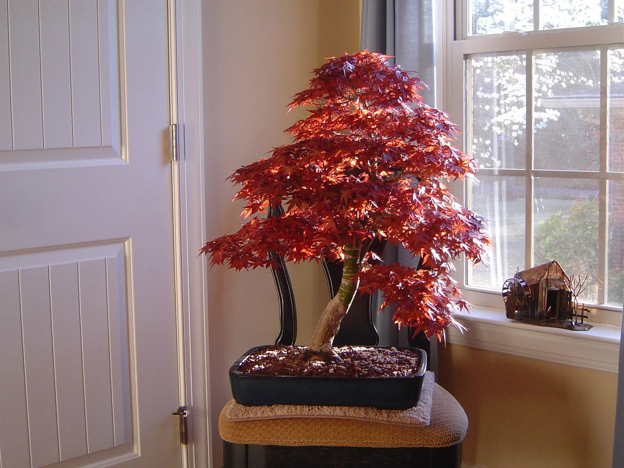 Japanese Maple Bonsai Tree Seeds, Tiny Tree, Inside