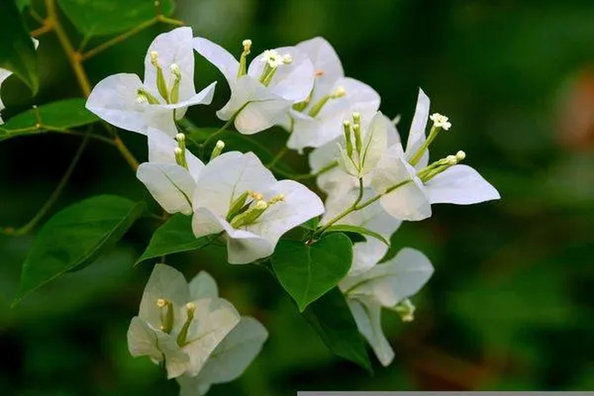 5 Pack COLOR BLAST Bougainvillea Trumpet Vine Flower Live Plant starter plants in small pot 2.5" x 4" Hummingbird Flowers
