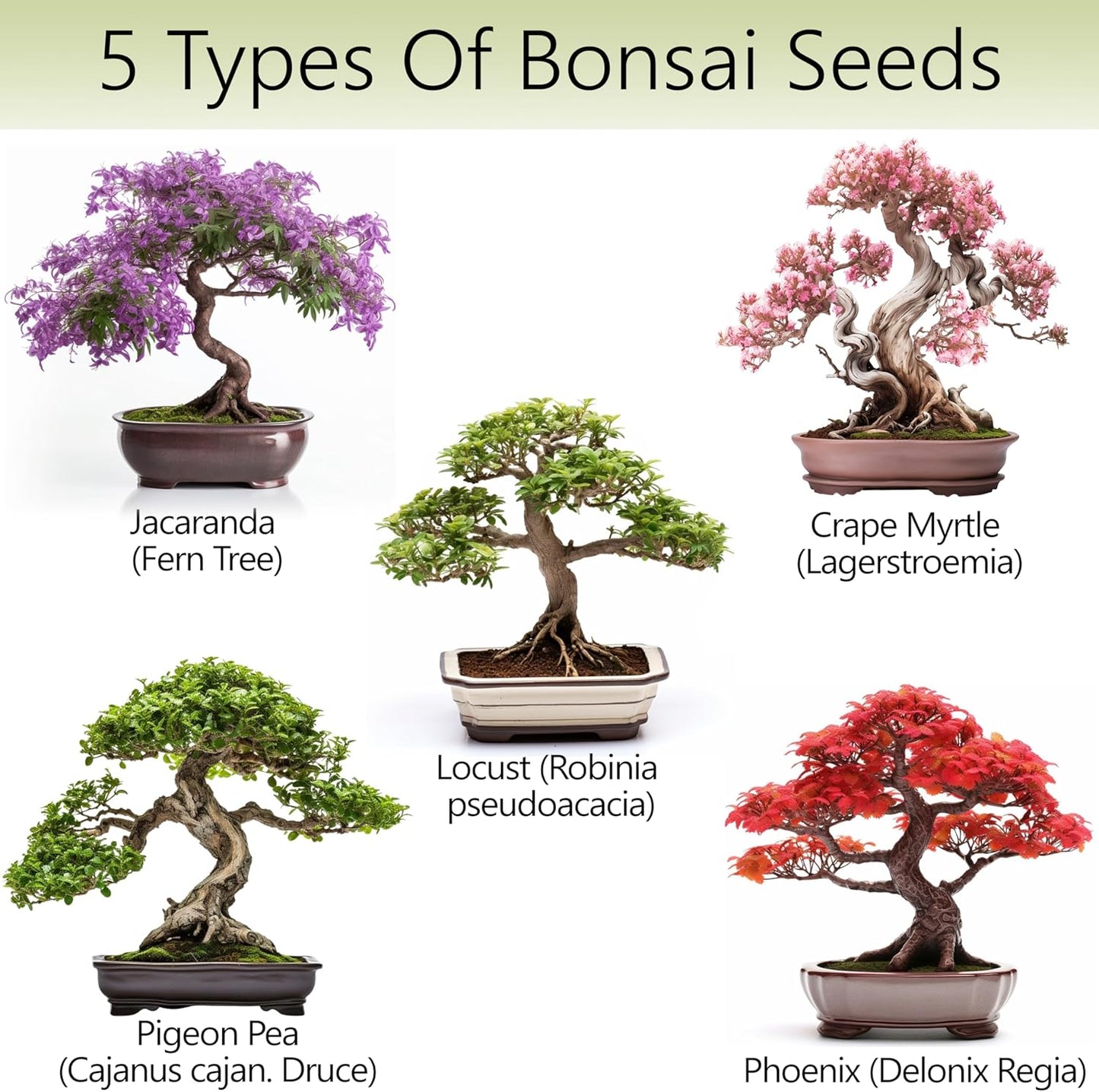 Bonsai Tree Kit – 5X Unique Japanese Bonzai Trees | Complete Indoor Starter Kit for Growing Bonsai Plants with Tools & Planters – Gardening Gifts for Women & Men