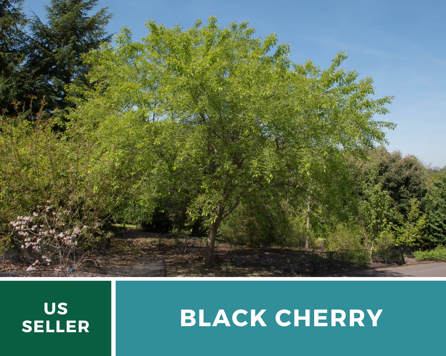 Cherry, Black (Cherry Tree) - 15 Seeds - Heirloom Fruit - Open Pollinated - Non-GMO (Prunus serotina)