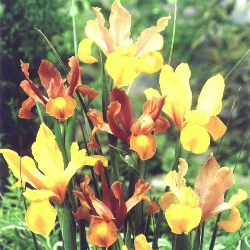 15 Dutch Iris Bi-Color Bulb Mix- Bronze Queen,Oriental Butterfly,Mystic Beauty,Red Ember,Tigers Eye +More *Fall Planting