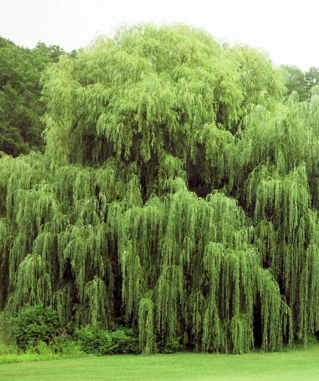 5 + 1 FREE Weeping Willow Cuttings is the a great accent in your garden. Free Shipping!!!!!!!! Green Garden Corner.