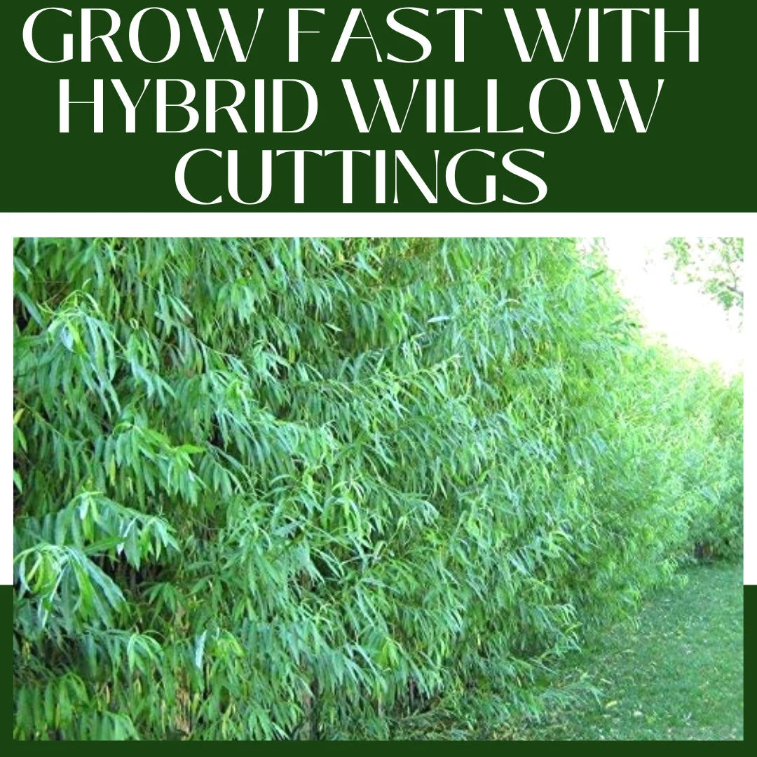 50 Hybrid Willow Cuttings is One of the Fastest Growing Tree. Free Shipping!!!!!!!! Green Garden Corner.