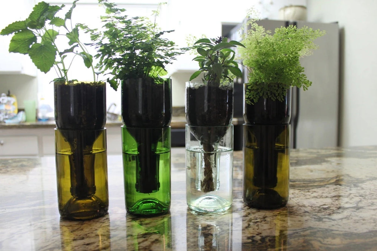Etched African Violet Wine Bottle Hydro Planter (1) One - (Self Watering) Eco Friendly, Grow Indoors, Eco Planter, DIY Planter Kit