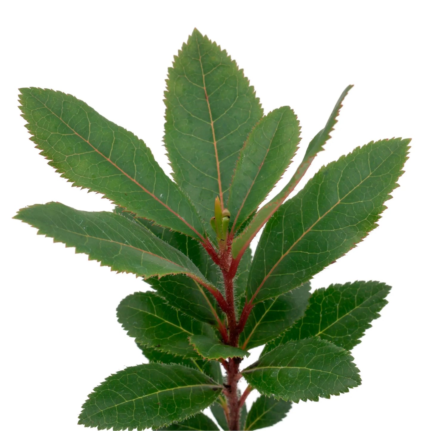 Live Strawberry Tree Plants (Arbutus Unedo) – Sweet Resilient Beauty, Thriving in 2.5" Nursery Cubes