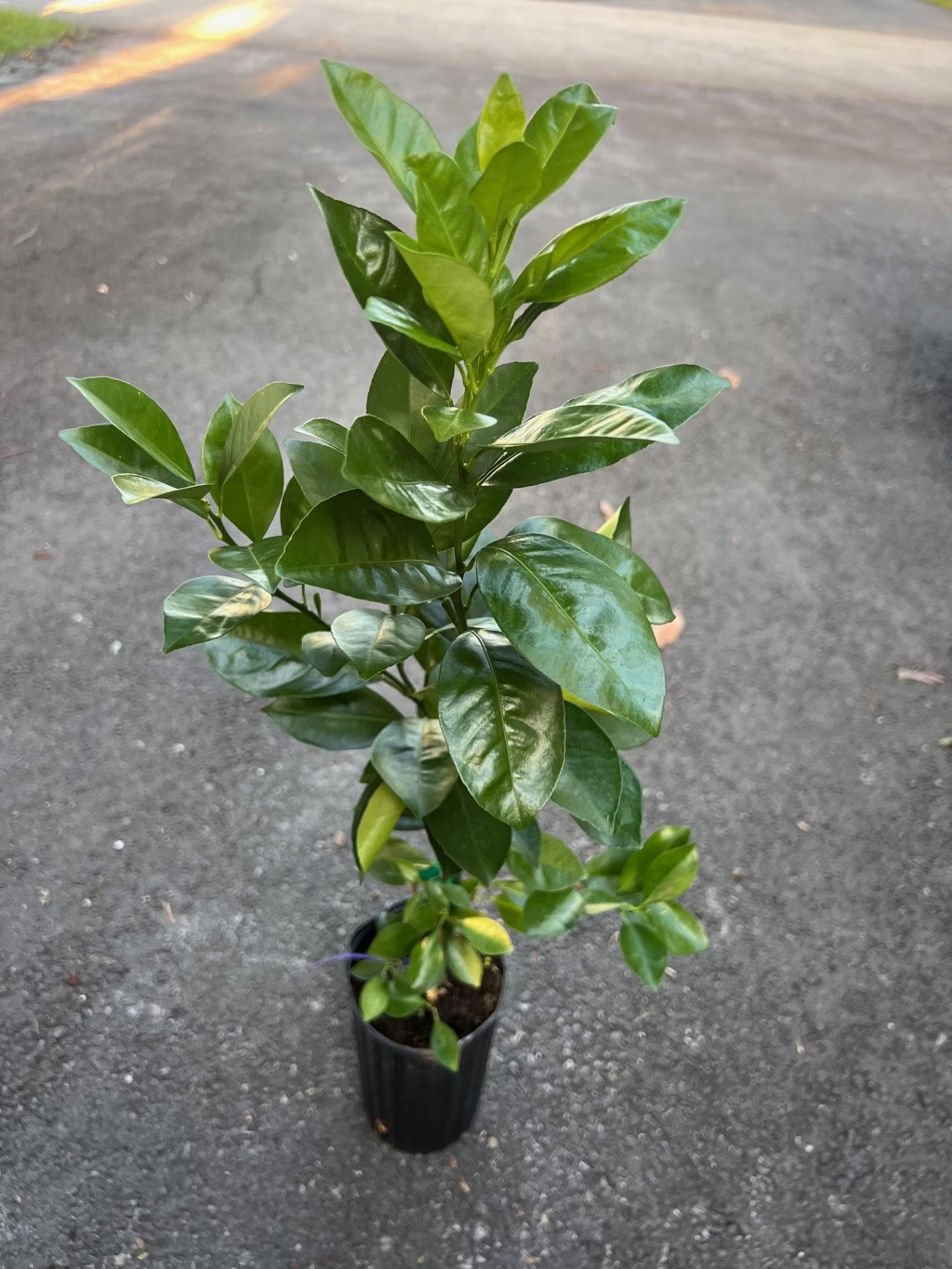 Sunburst Tangerine Tree in half Gallon Pot, Grafted,  Florida Shipping Only