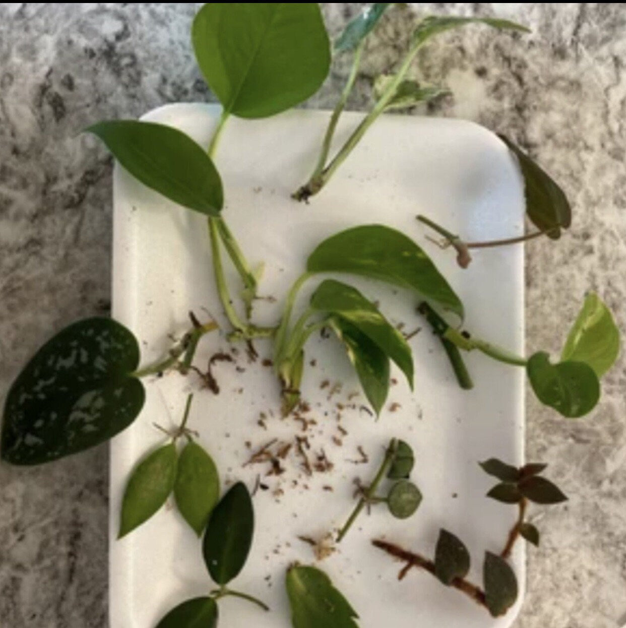 10 Random Plant Cuttings (Read Description and Check Review Photos for Reference)