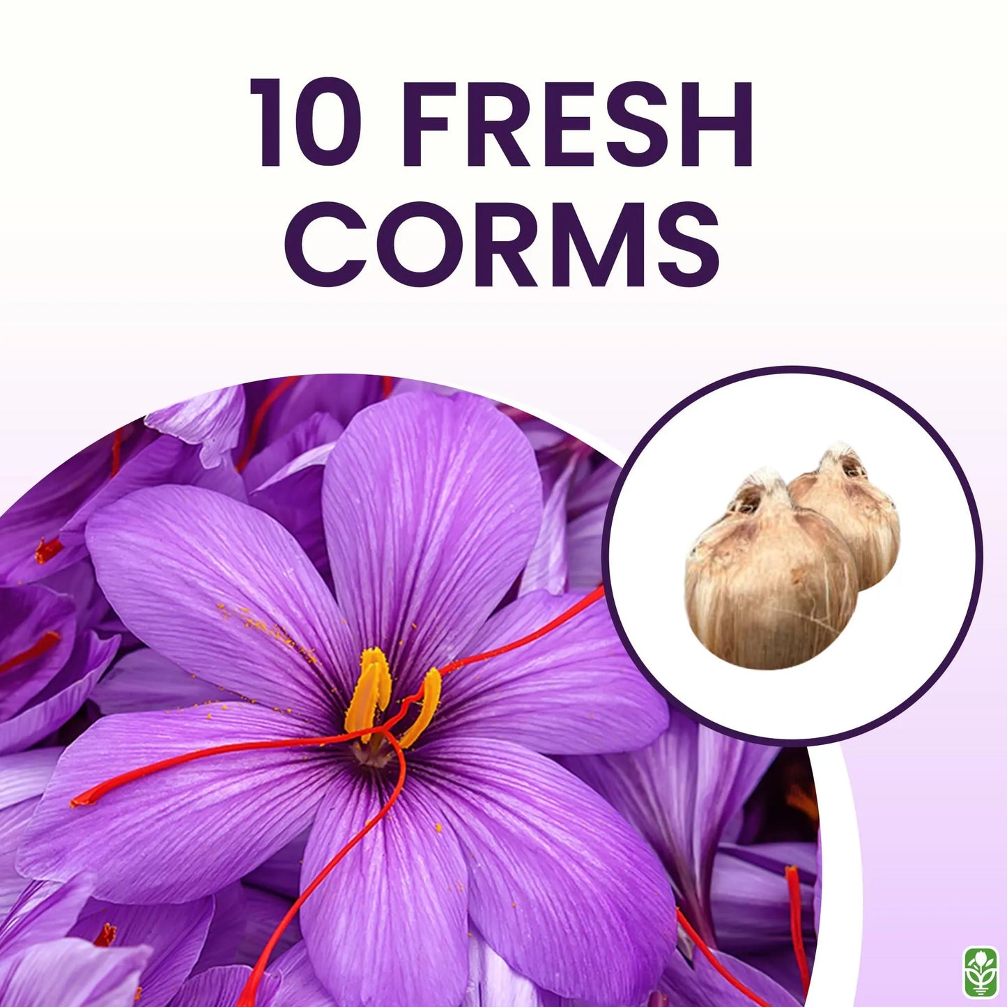 Saffron Crocus Corms for Planting – Large Corms – Purple Blooms – Perennial Bulbs for Outdoor Planting That Produce The Saffron Spice