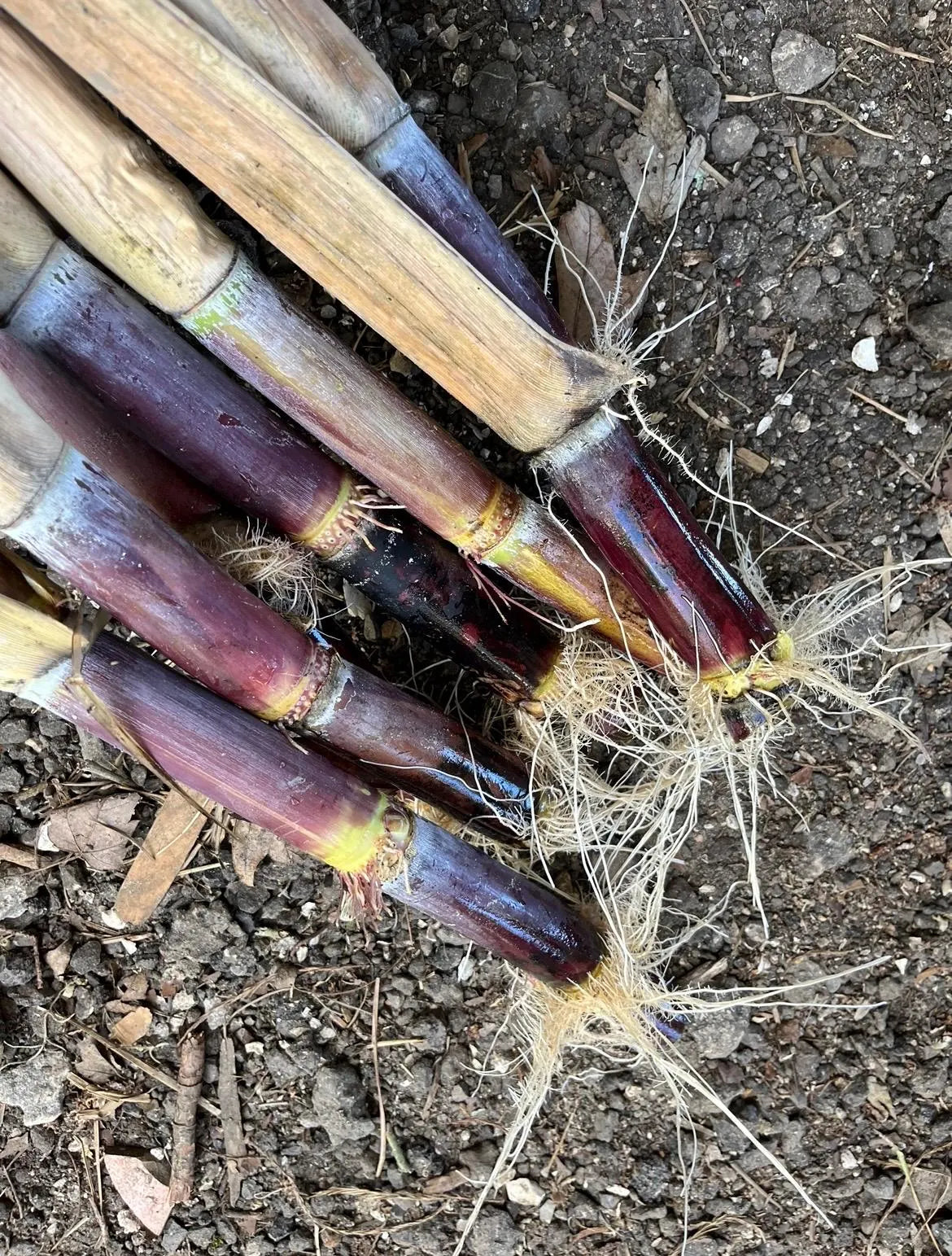 Purple Sugarcane Rooted Cuttings - Tropical Growing Zone 9-11 (Pack of 5)