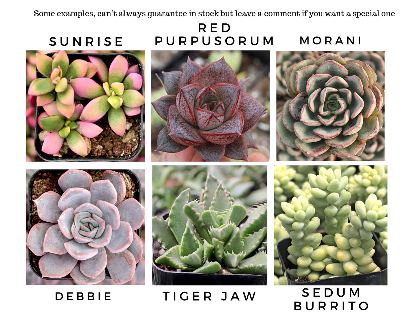 Mini Succulent Collection, 4 Mini Fairy Garden/Terrarium Plants, 1" Plants in pots + Saucers, Succulent Favors, Live Mini Succulents