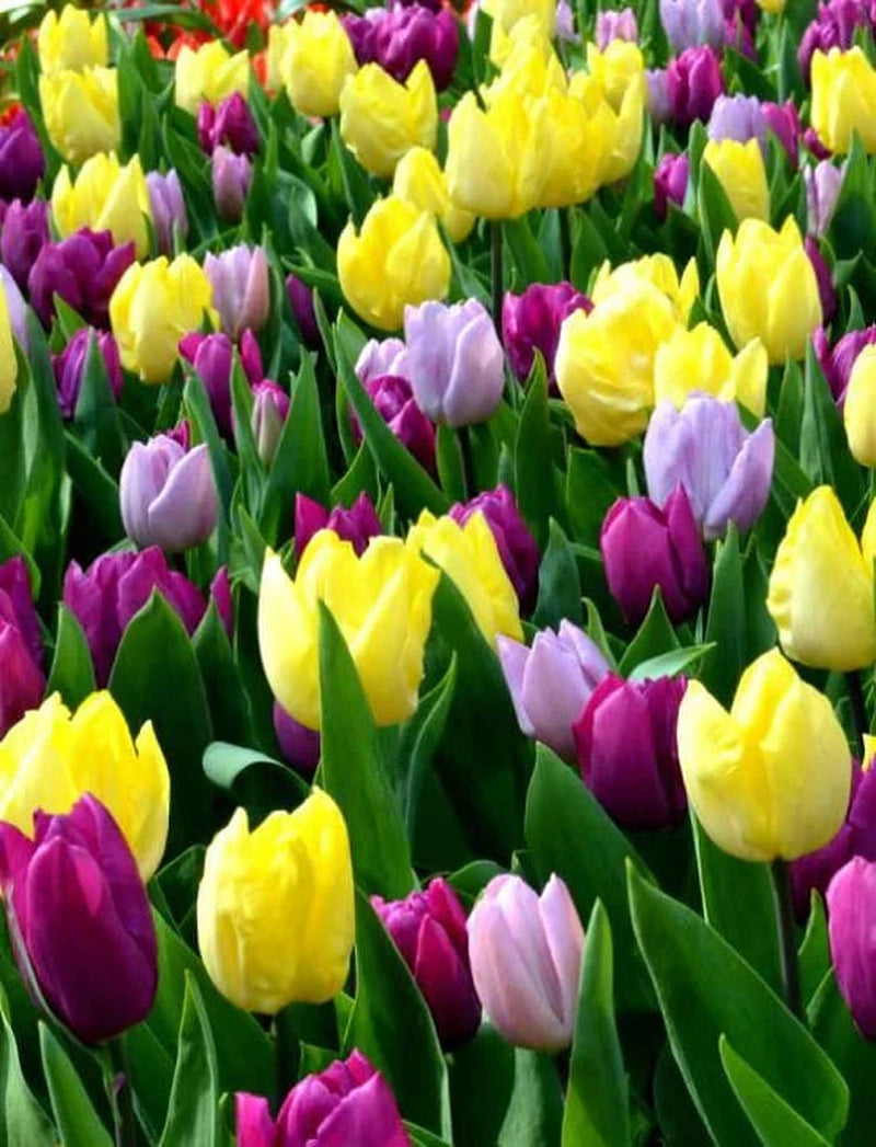 Flowering Royal Prince Mix Tulip Bulbs (20 Pack)