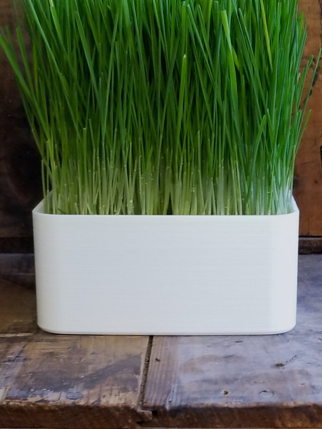 Organic Wheat Grass Grow Kit - Easy Grow Wheat Grass with Decorative Planter