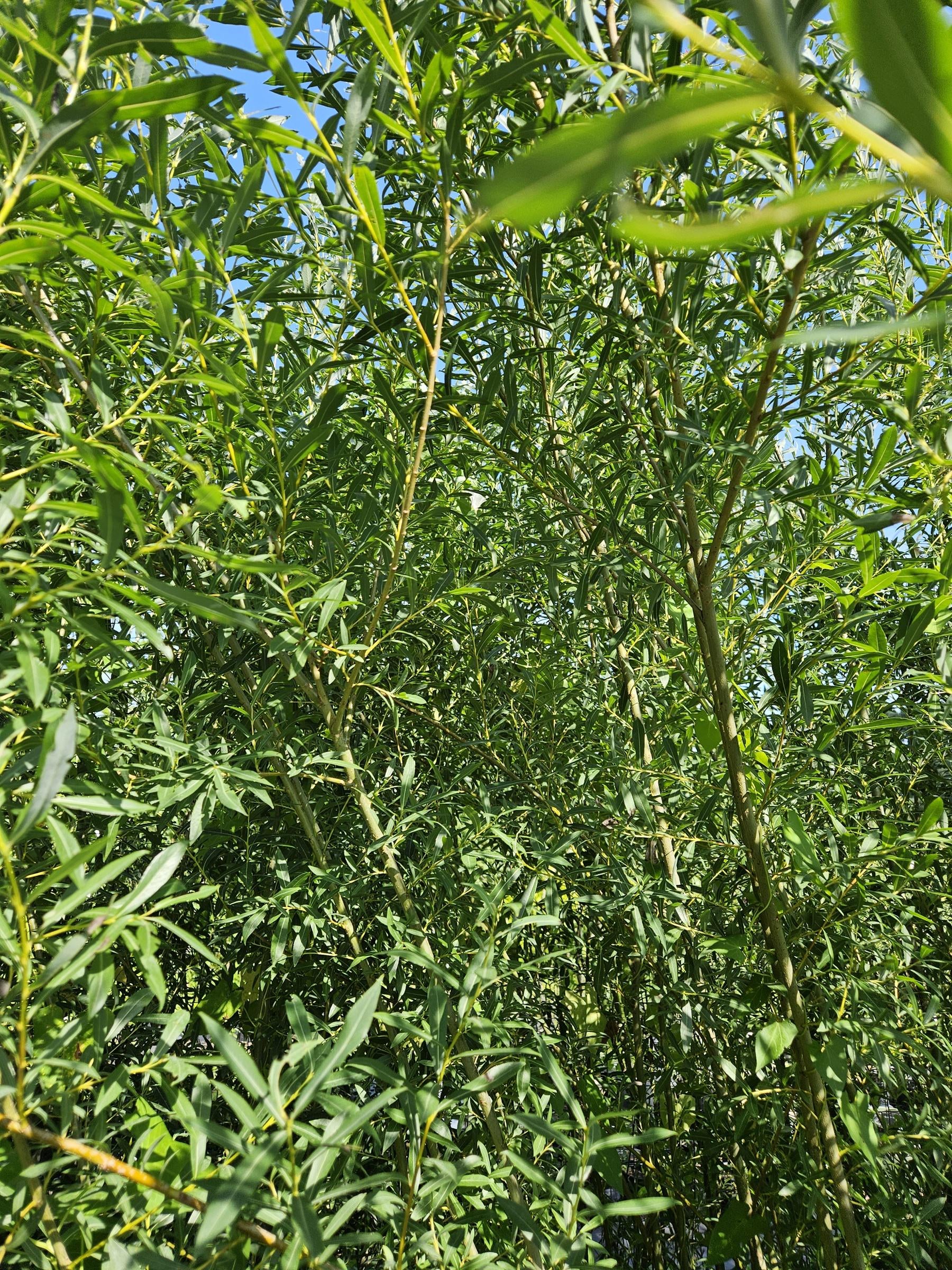 Basket Willow Tree Cuttings - Fast Rooting Decor for Propagation Stations, Living Screens, and Basket Crafting - Grow your own home decor!