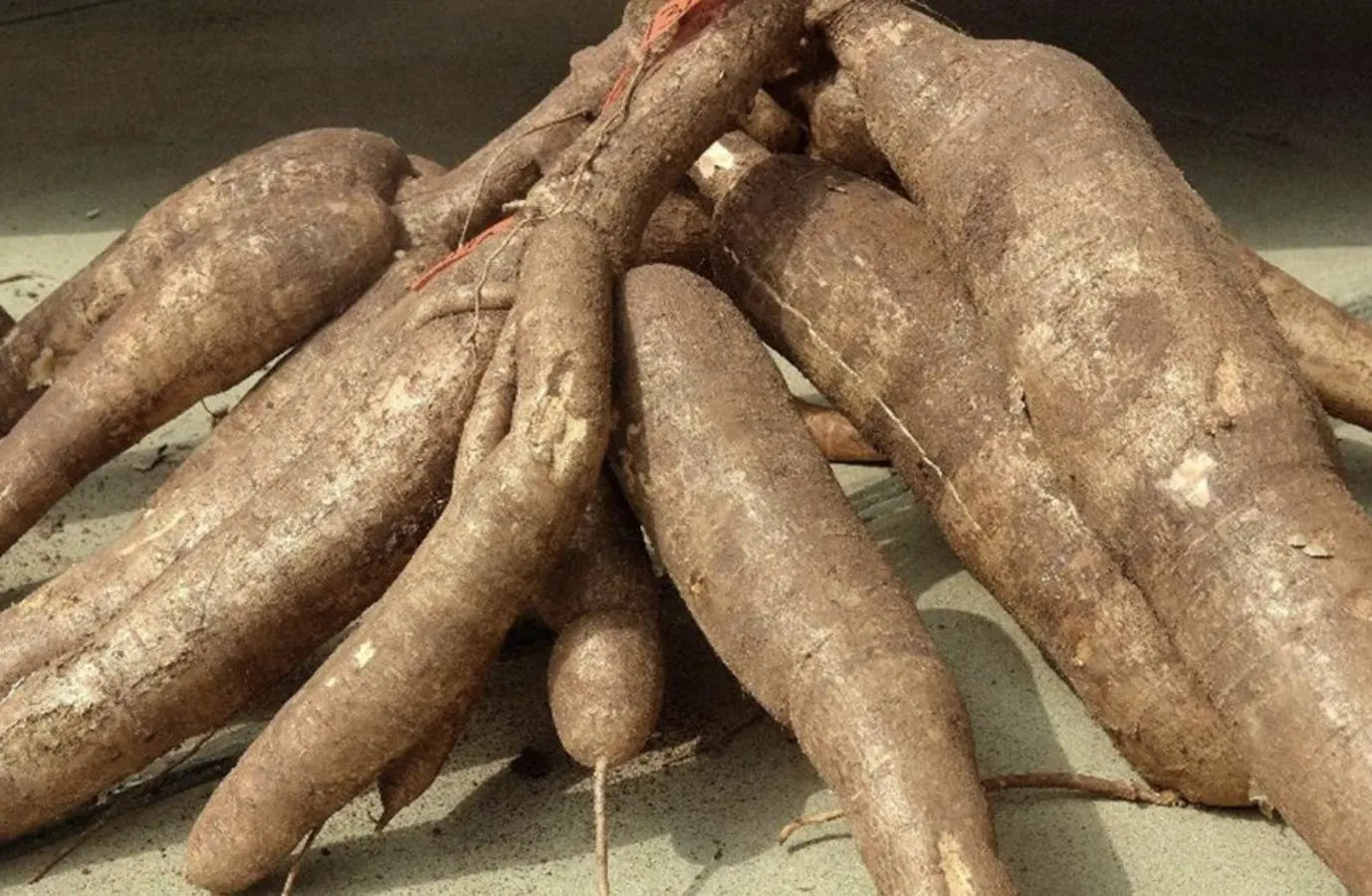 Easy Grow Rooted 7" To 10" Scion Wood 3 Cutting Cassava / Cay khoai mì