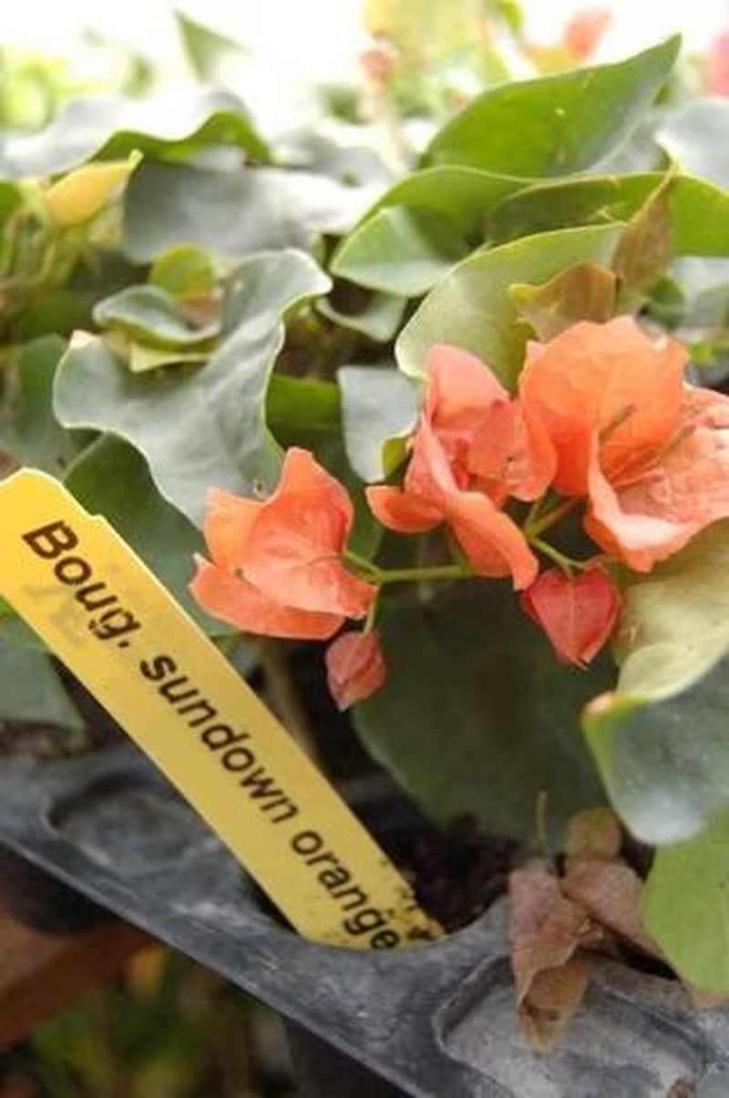 5 Pack COLOR BLAST Bougainvillea Trumpet Vine Flower Live Plant starter plants in small pot 2.5" x 4" Hummingbird Flowers