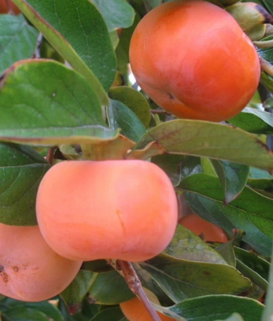 3 FUYU persimmons unrooted cuttings