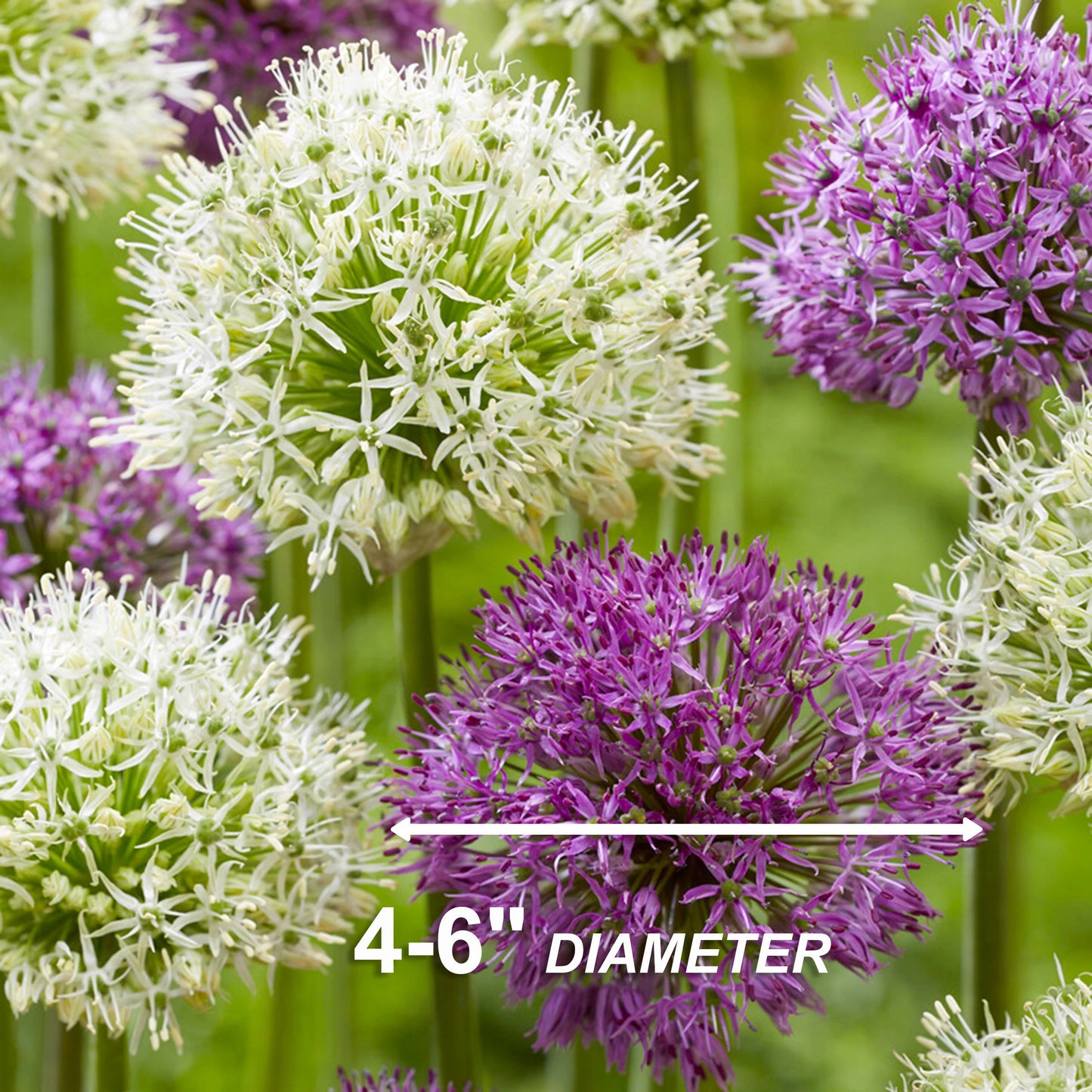 Garden State Bulb Wild About Mix Allium Flower Bulbs, 10/12cm, Fall Planting, Deer Resistant