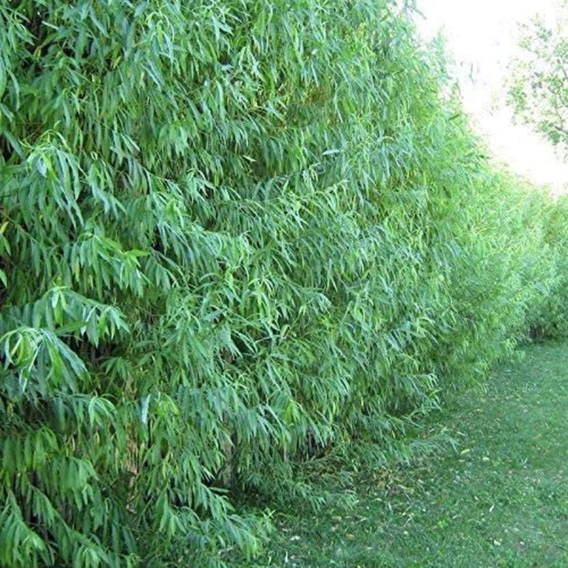 50 Hybrid Willow Cuttings is One of the Fastest Growing Tree. Free Shipping!!!!!!!! Green Garden Corner.