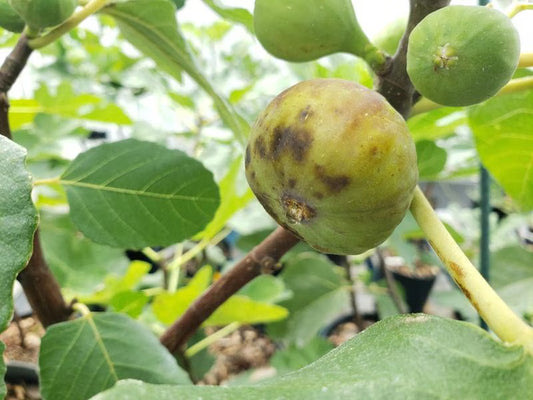 Fresh Fig Tree Cuttings  Select the Variety and Quantities You Want