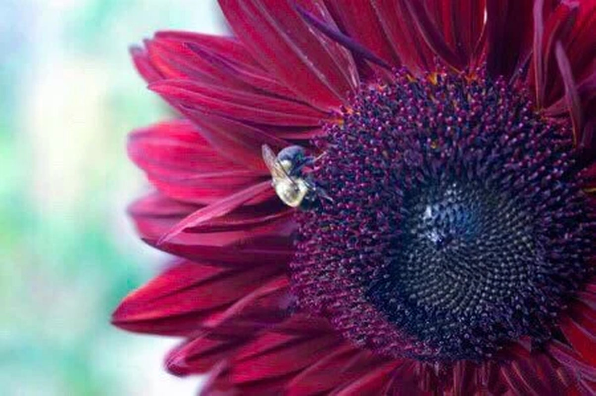 Chocolate Cherry Sunflower, Helianthus Annuum HA0425