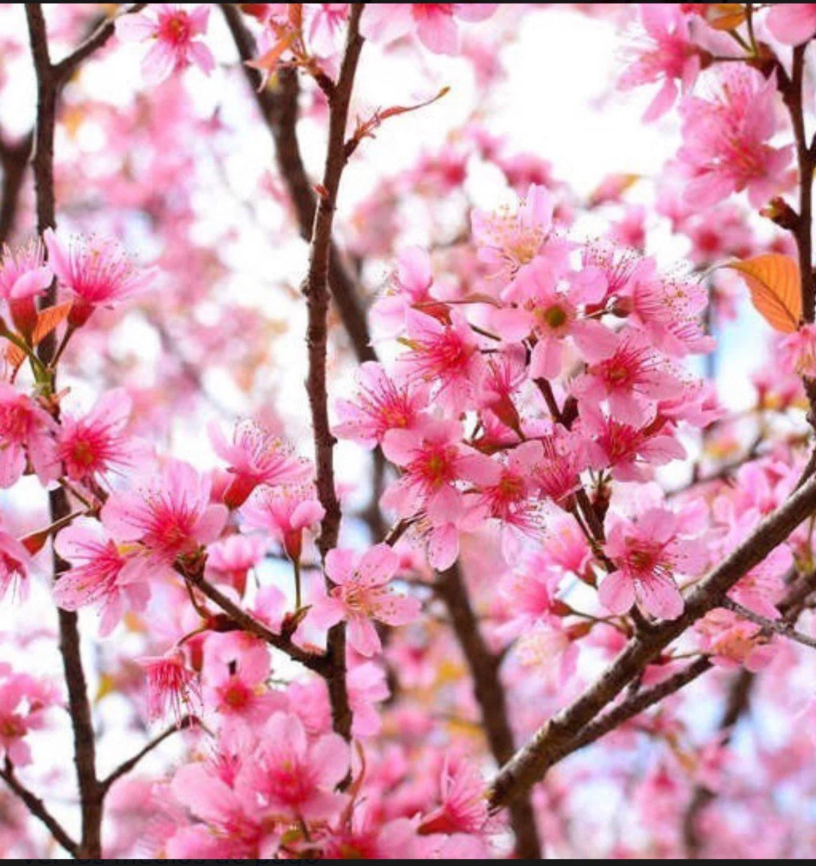 Okame cherry live tree seedling 7 to 13 inches