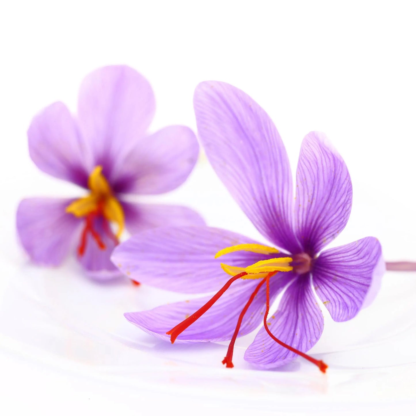 Saffron Crocus Corms for Planting – Large Corms – Purple Blooms – Perennial Bulbs for Outdoor Planting That Produce The Saffron Spice