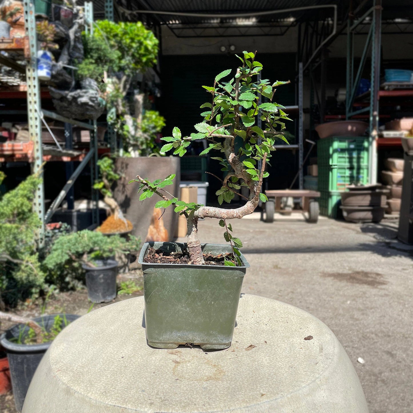 15cm Chinese Elm Tree in Plastic Grower Pot