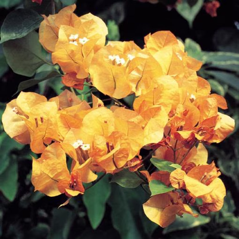 5 Pack COLOR BLAST Bougainvillea Trumpet Vine Flower Live Plant starter plants in small pot 2.5" x 4" Hummingbird Flowers
