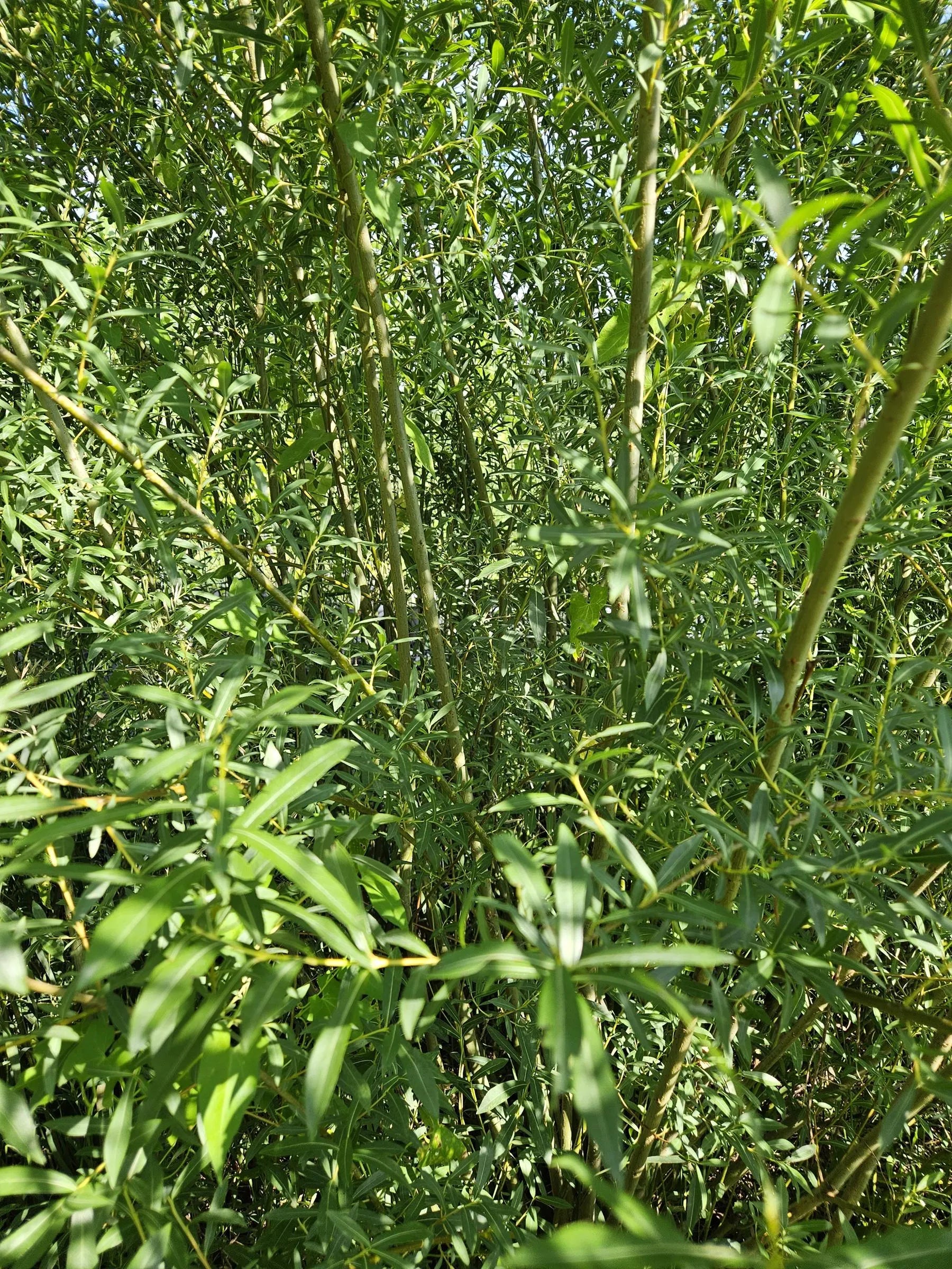 Basket Willow Tree Cuttings - Fast Rooting Decor for Propagation Stations, Living Screens, and Basket Crafting - Grow your own home decor!